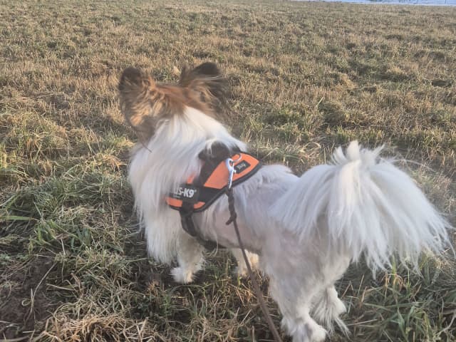 Papillon