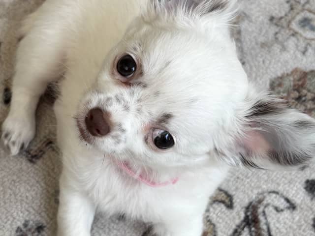 Chihuahua · Nacka · Andréa Fleischer