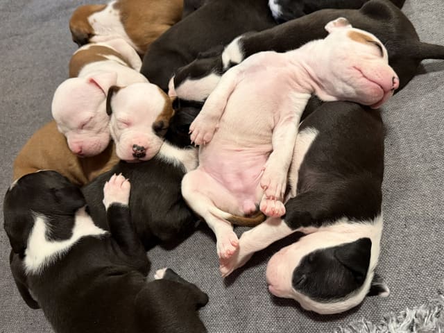 American Staffordshire Terrier