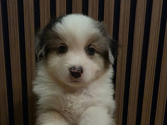 Miniature American Shepherd · Hyllinge · Lina Bäckström