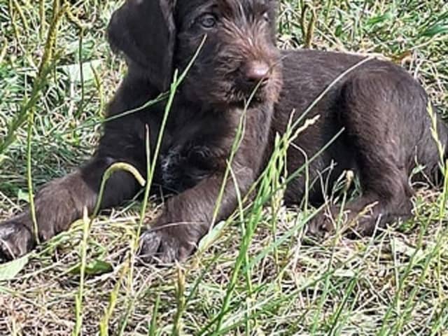 German Shorthaired Pointer (Vorsteh)