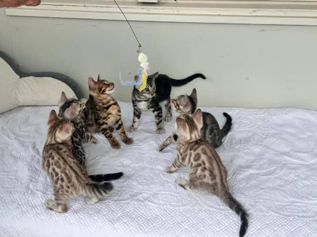 Bengal