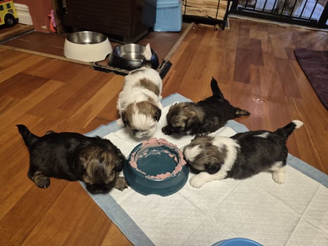 Shih Tzu · Huddinge · Therese S.
