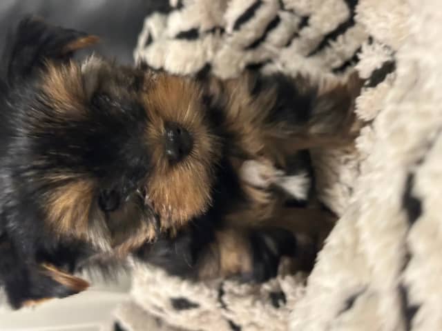 Yorkshire terrier · Porsgrunn · Unn-Lisbeth Iversen
