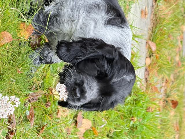 Cocker spaniel · Røyse · Kennel Fosliskrenten