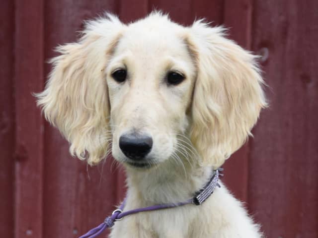 Saluki