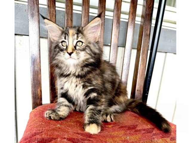 Norwegian Forest