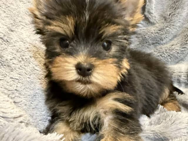 Yorkshire Terrier