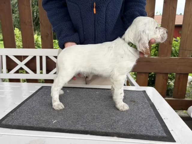 English Setter