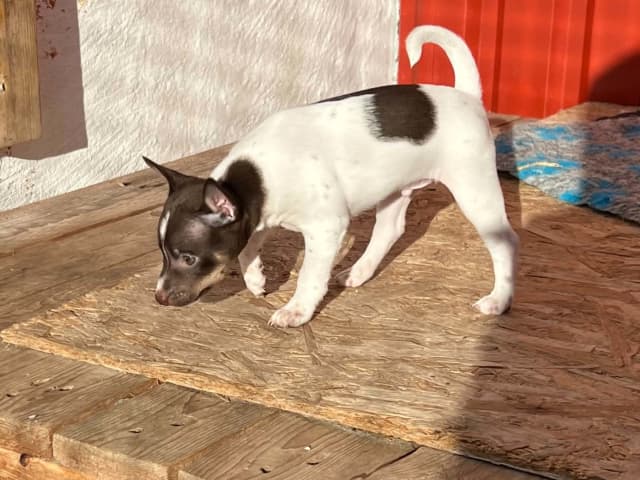 Rat Terrier · Strömstad · Blackmarsh