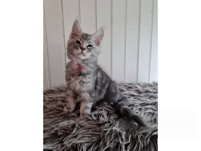 Maine Coon
