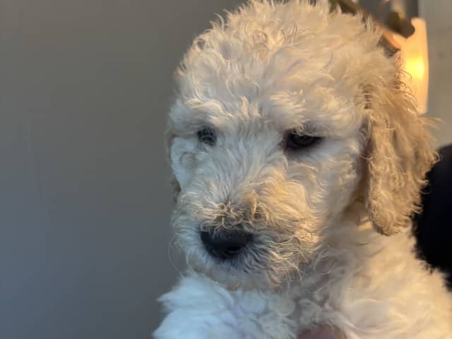 Goldendoodle