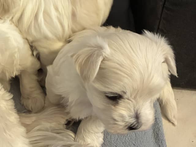 Maltese