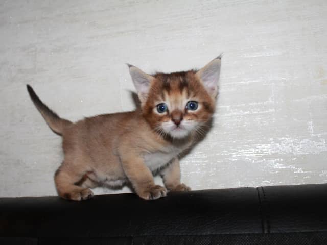 Exotic Shorthair