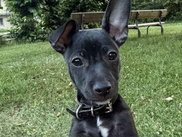Xoloitzcuintle