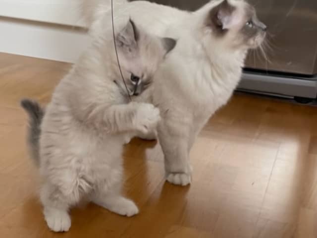 Birman