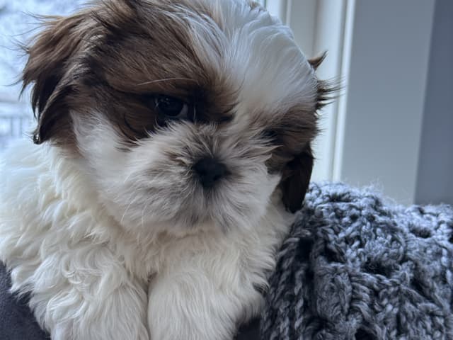 Shih Tzu