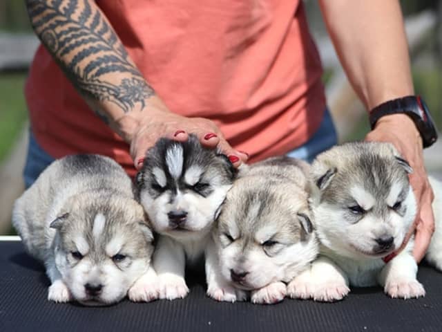Siberian Husky