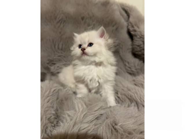 British Longhair
