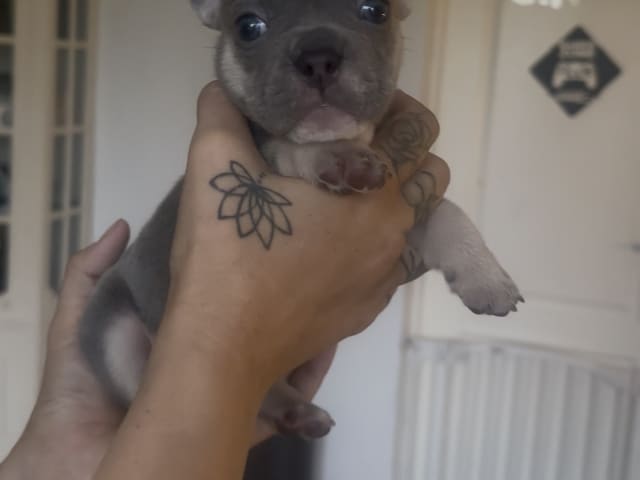 French Bulldog