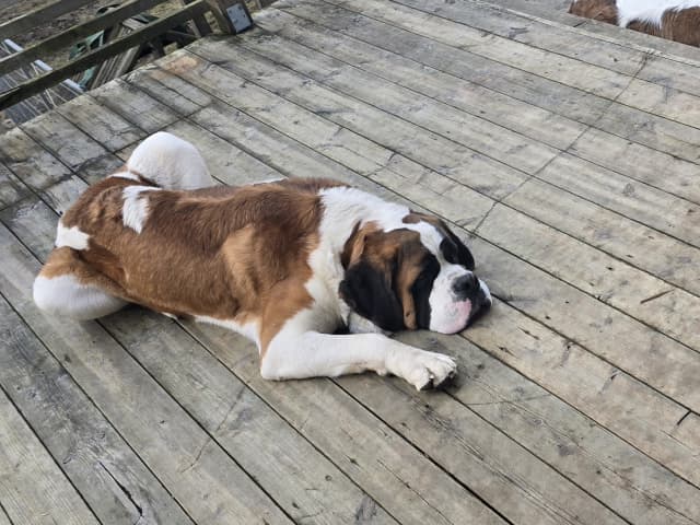 Saint Bernard