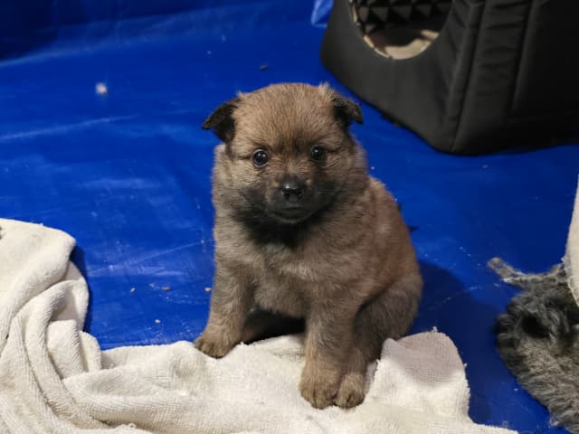 German Spitz – Mittelspitz · Luleå · Dålakungens kennel