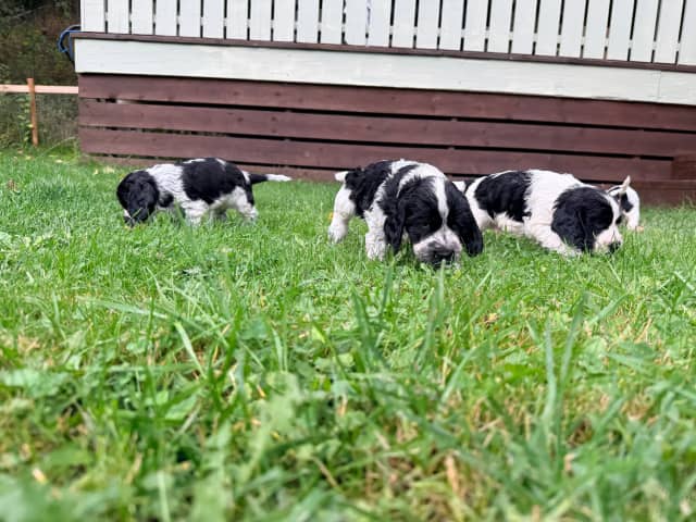 Cocker spaniel · Nordby · Norsewyn