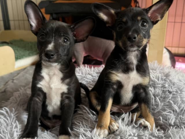 Xoloitzcuintle