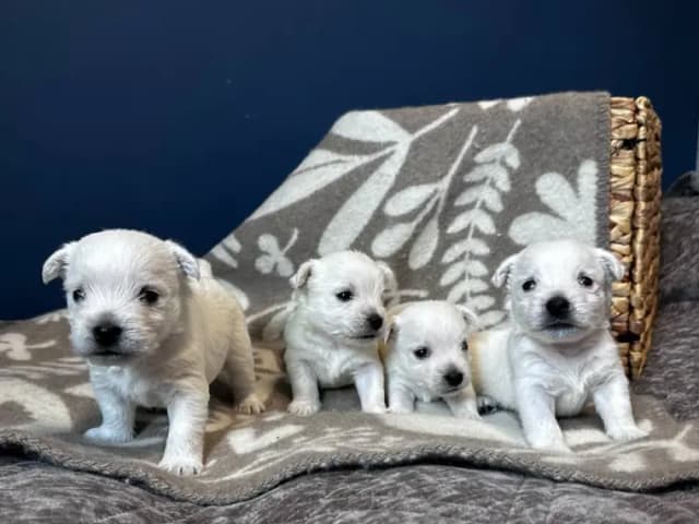 West highland white terrier · Sandefjord · Bruadar an duine gheal