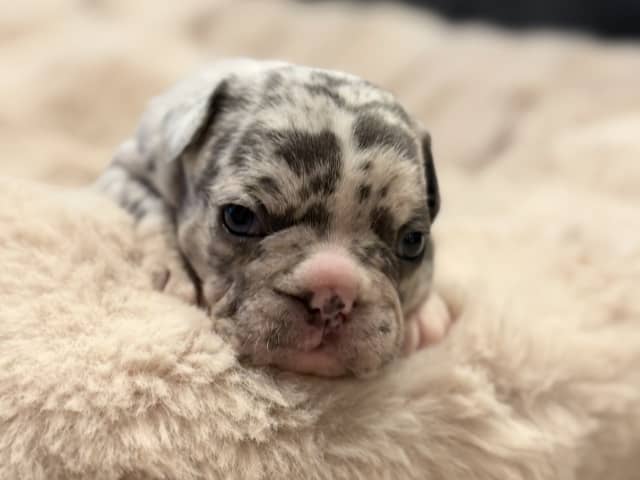 French Bulldog · Hörby · Chubby cheeks