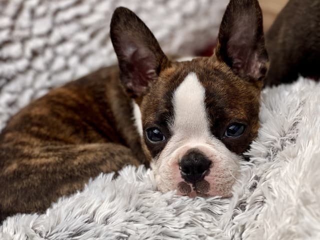 Bostonterrier