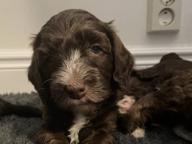 Labradoodle