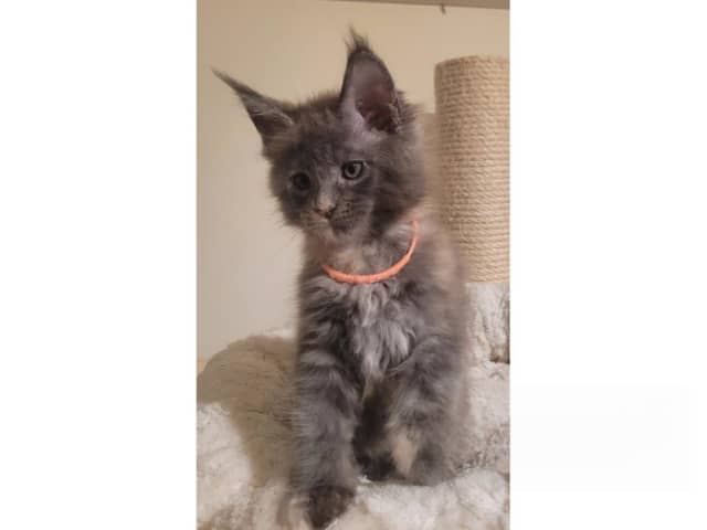 Maine Coon