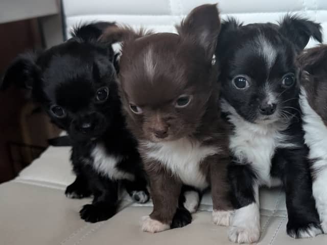 Chihuahua Långhåriga · Stenhamra · Cattlegirls
