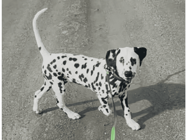 Dalmatian