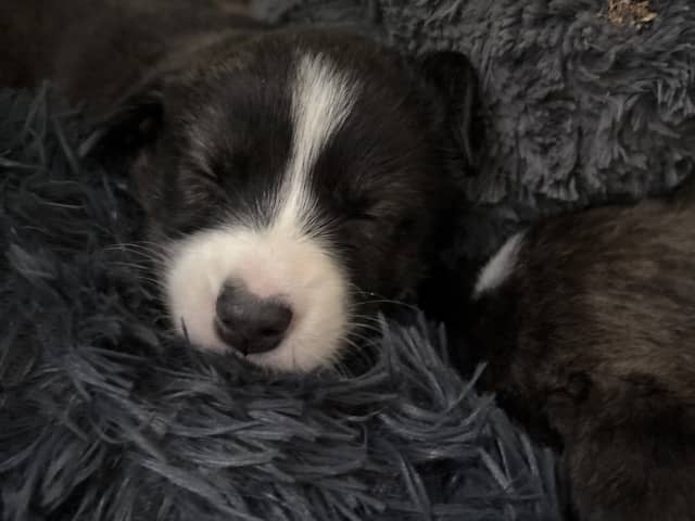 Welsh Corgi Cardigan
