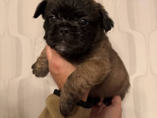 French Bulldog · Skutskär · Tuula E.