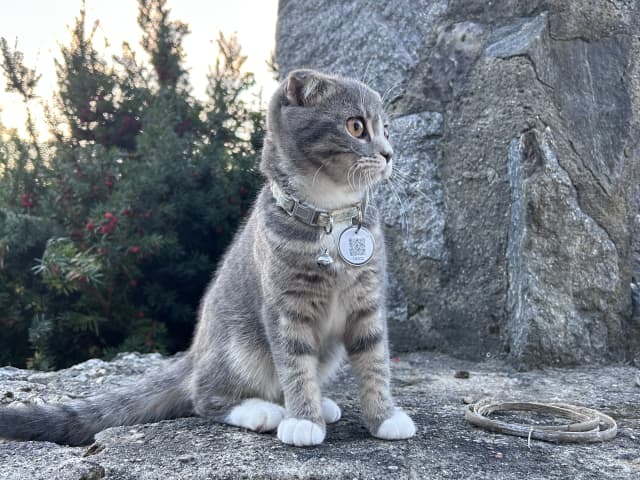 Scottish Fold