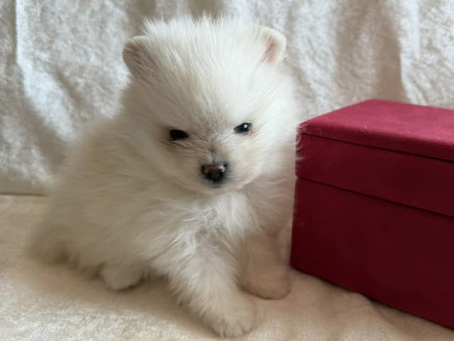 German Spitz – Kleinspitz