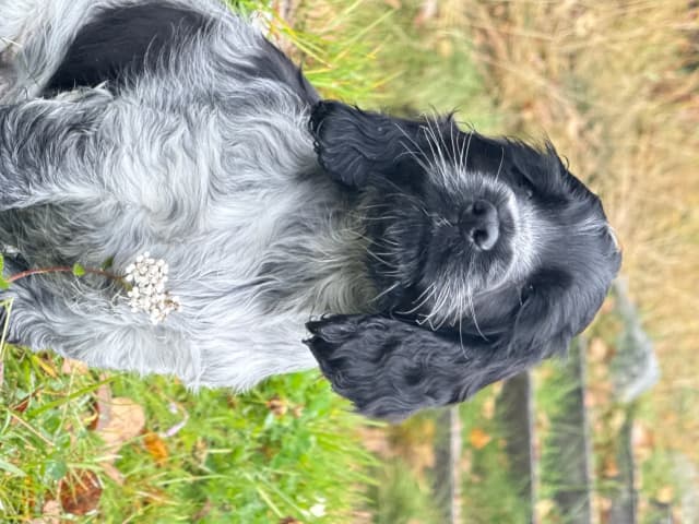 Cocker spaniel · Røyse · Kennel Fosliskrenten