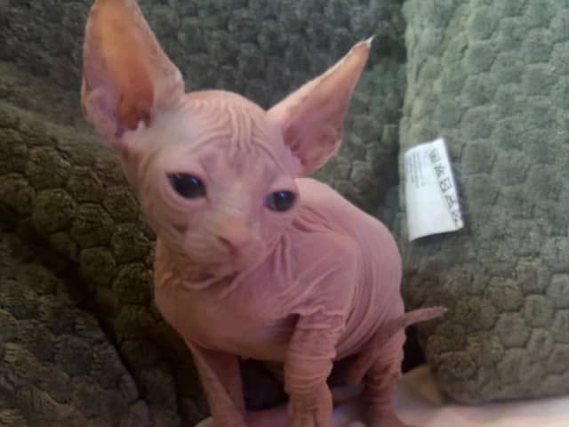 Sphynx