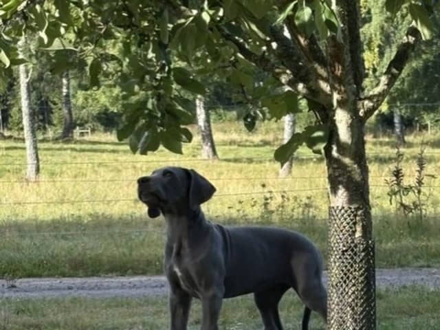 Great Dane (Grand danois)