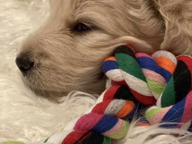 Bernedoodle