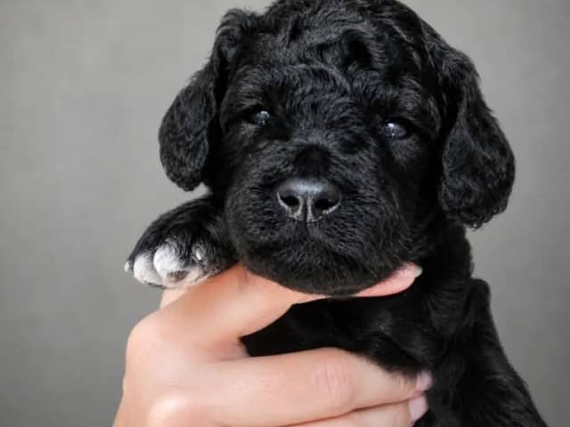 Medium Poodle