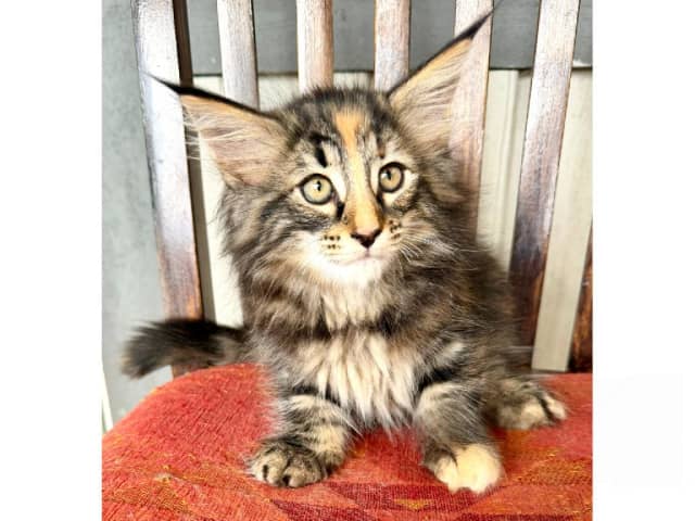 Norwegian Forest