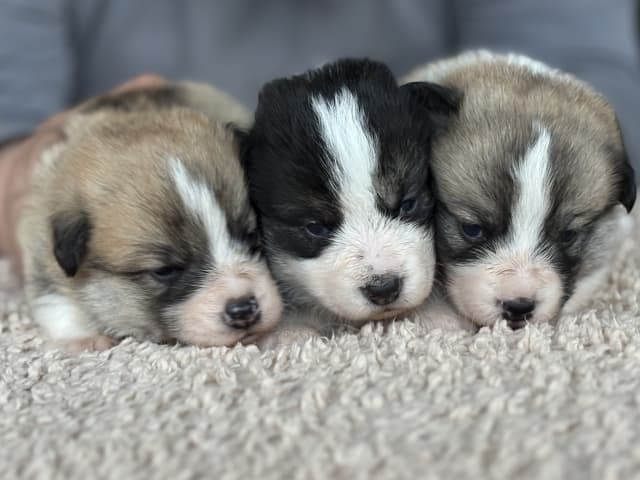 Welsh Corgi Pembroke