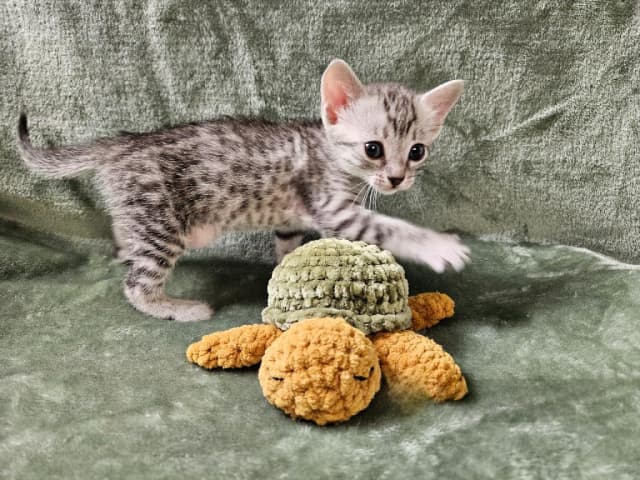 Egyptian Mau