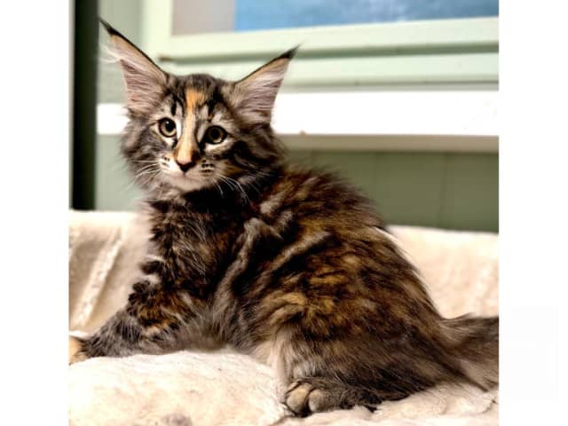 Norwegian Forest