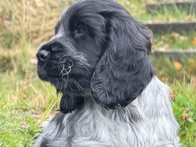 Cocker spaniel · Røyse · Kennel Fosliskrenten