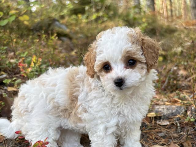 Cavapoo · Sala · Sallysshine